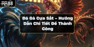 Đá Gà Cựa Sắt – Hướng Dẫn Chi Tiết Để Thành Công